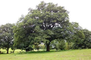 Photograph of a spreading oak tree growing in the open