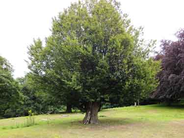 Photograph of an old hornbeam tree.