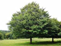 Photograph of hornbeam tree in a park.